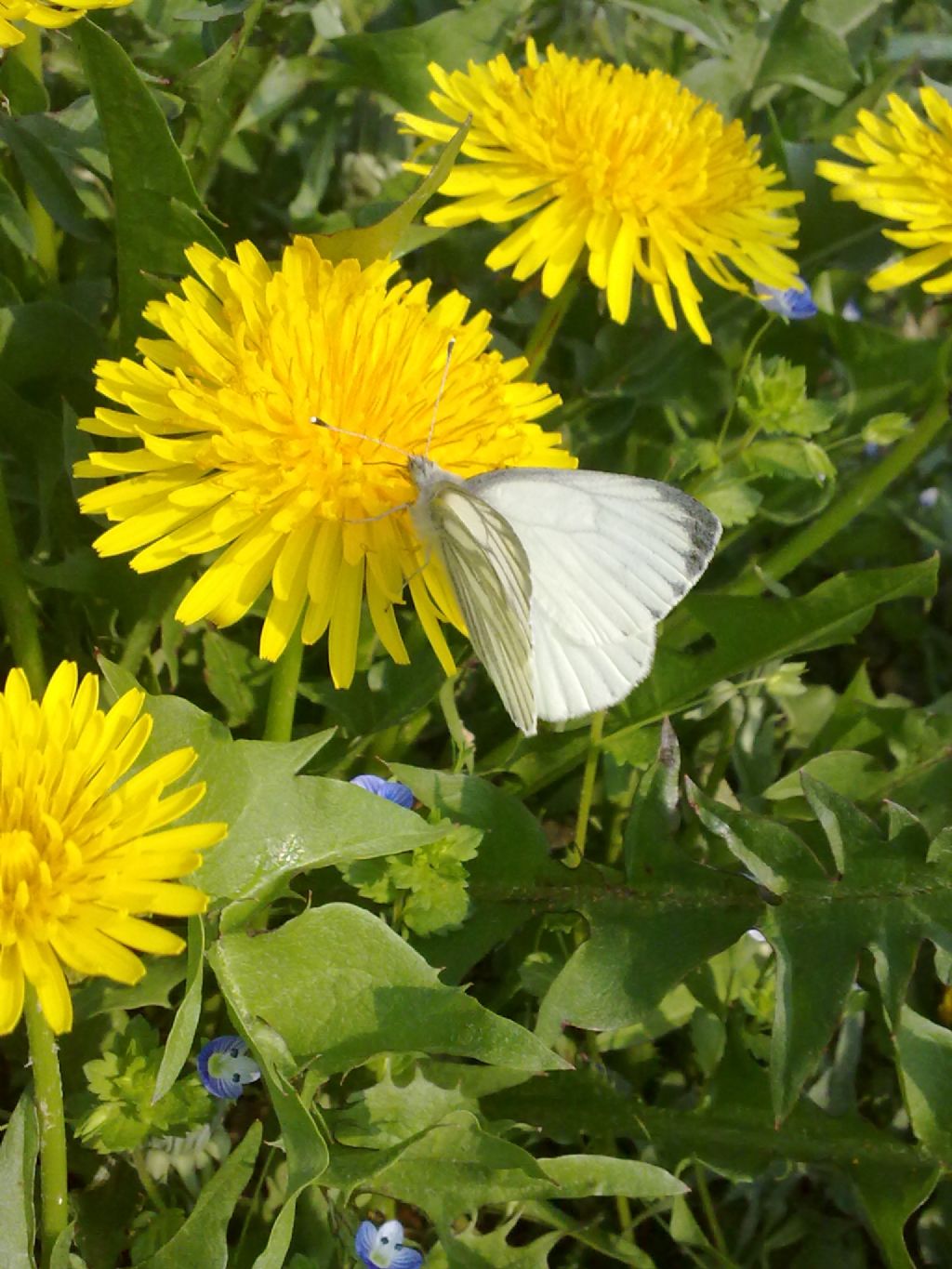 Conferma identificazione: Pieris napi